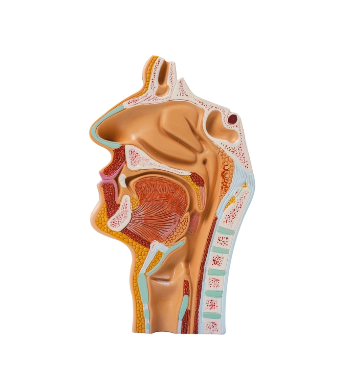 Acupunctuur bij keel-, mond-, neus-, oor-, oogklachten