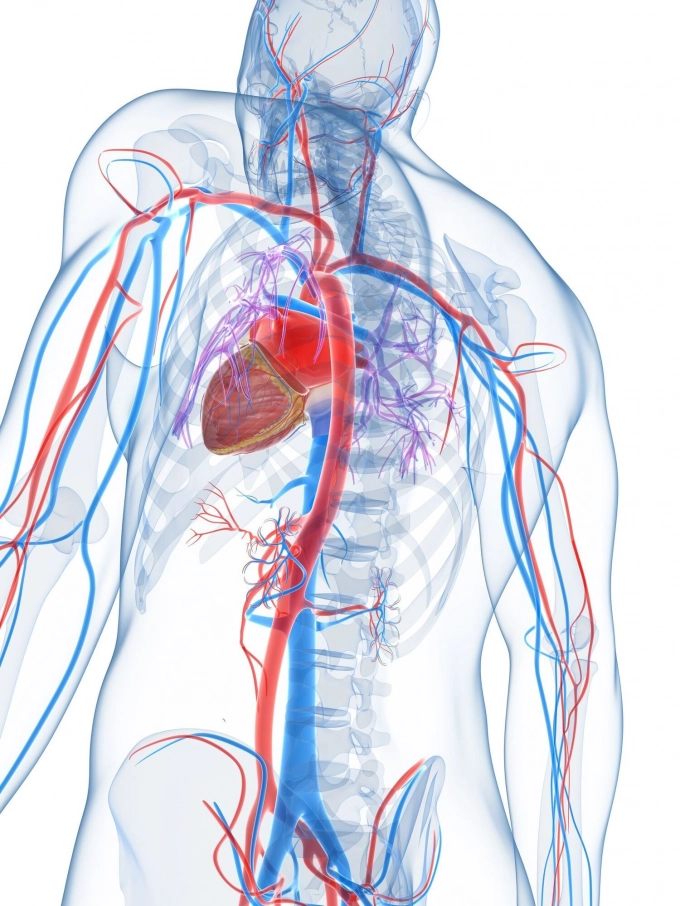 Acupunctuur - Hart- en Bloedvaten 