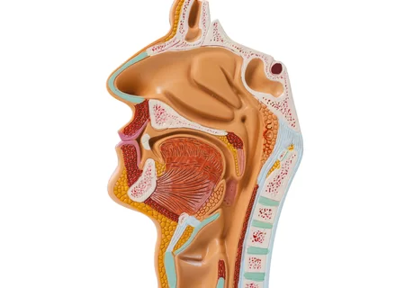 Acupunctuur bij keel-, mond-, neus-, oor-, oogklachten